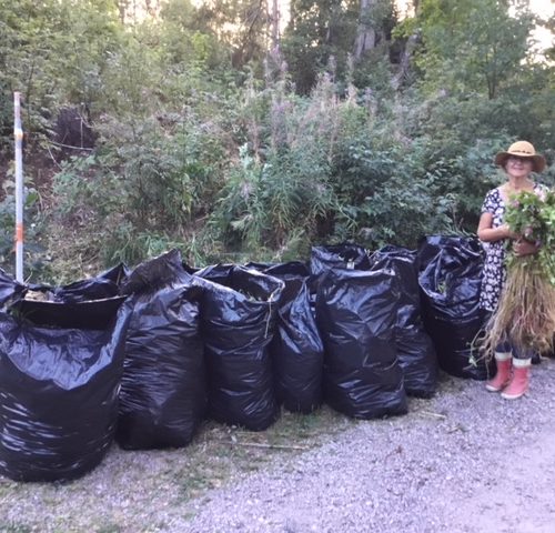 Jättibalsamitalkoot2